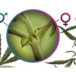 כל מה שרצית לדעת על זרעים נקביים (Feminized) ולא העזת לשאול