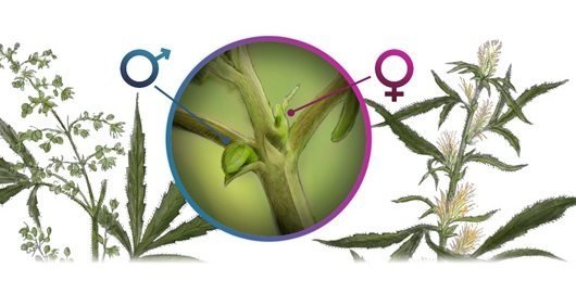 כל מה שרצית לדעת על זרעים נקביים (Feminized) ולא העזת לשאול