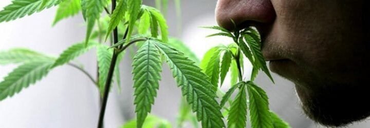 קנאביס וריח – איך מעלימים ריח של קנאביס?