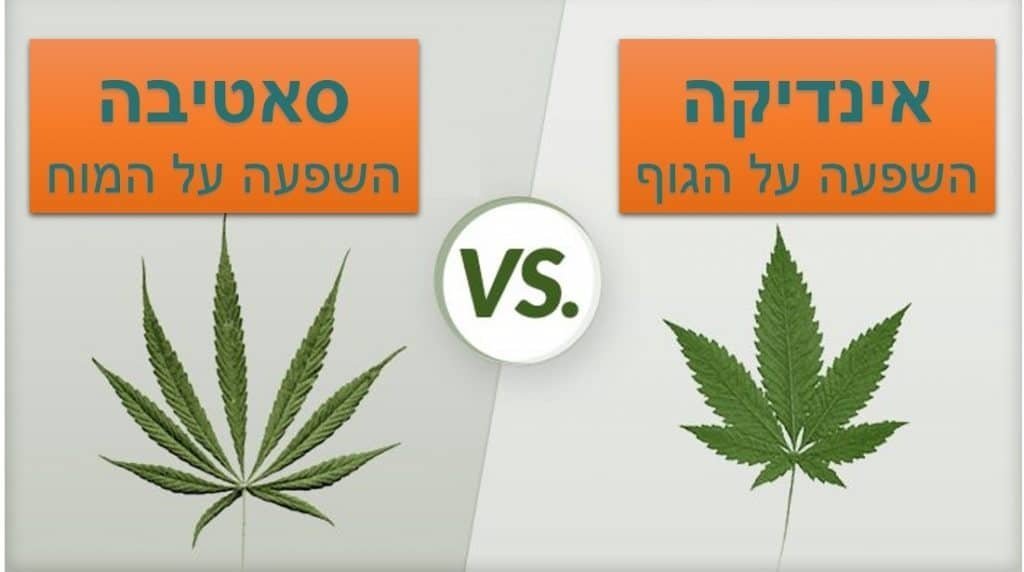 סאטיבה מול אינדיקה