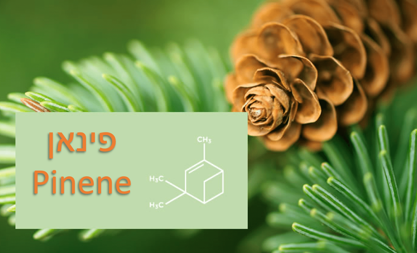פינאן (pinene) הטרפן שעוזר לחרדה ולאסטמה
