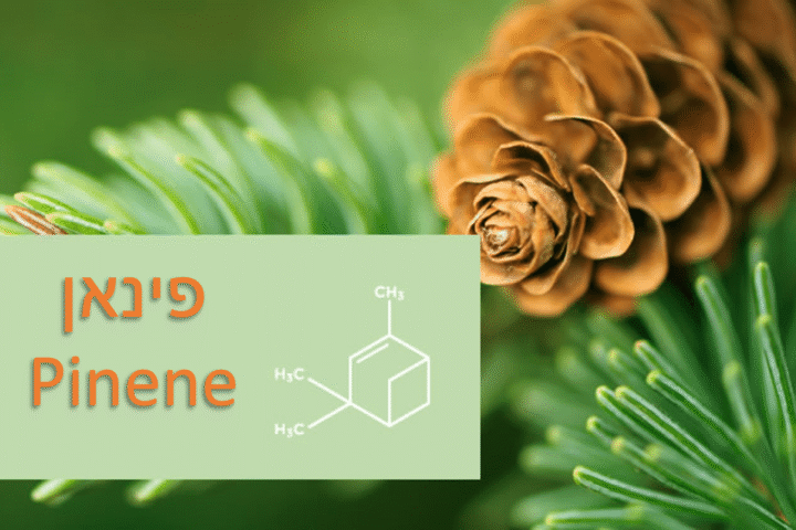 פינאן (pinene) הטרפן שעוזר לחרדה ולאסטמה