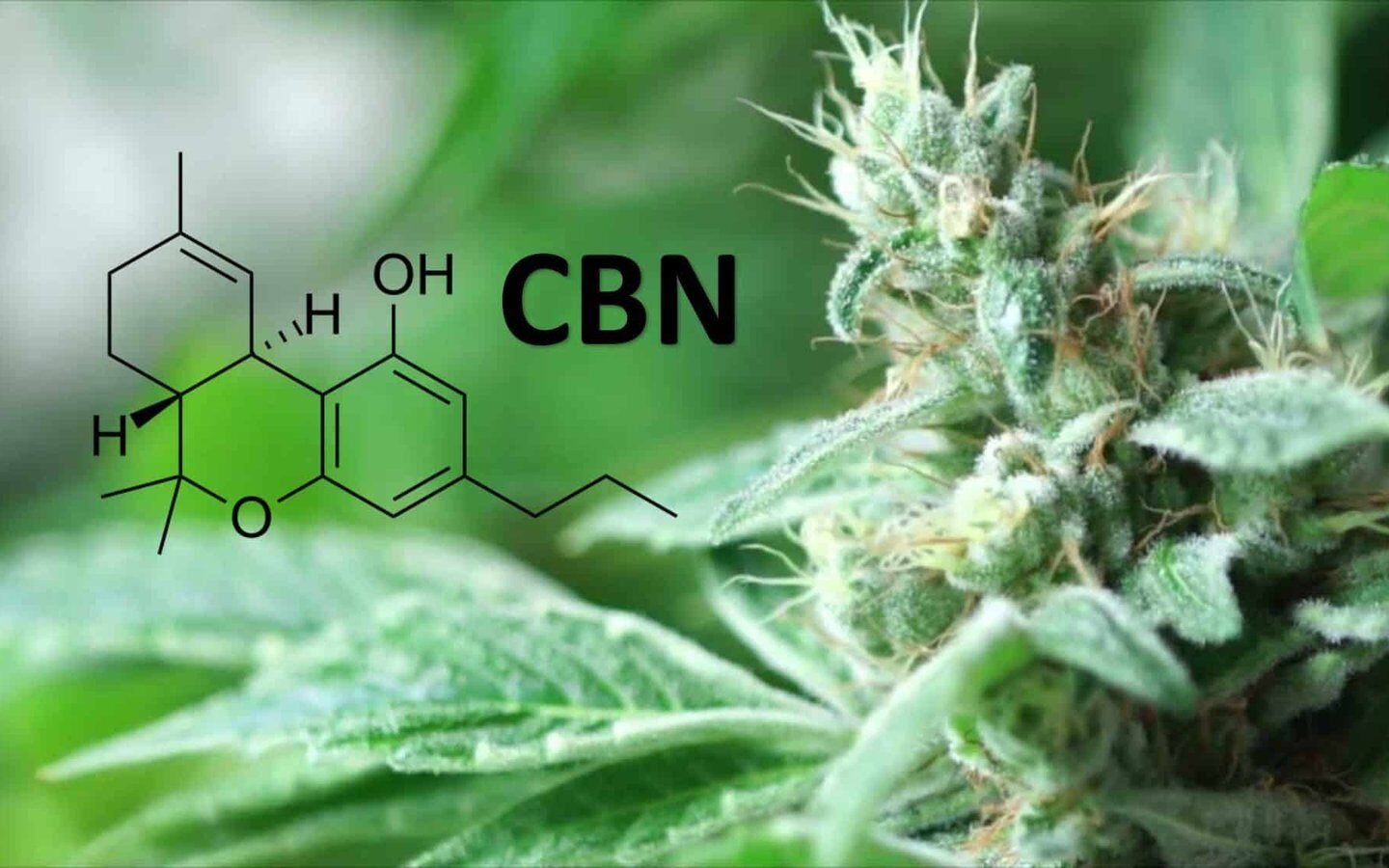 מה זה הקנבינואיד CBN (קנאבינול)? ומהם היתרונות הבריאותיים שלו?
