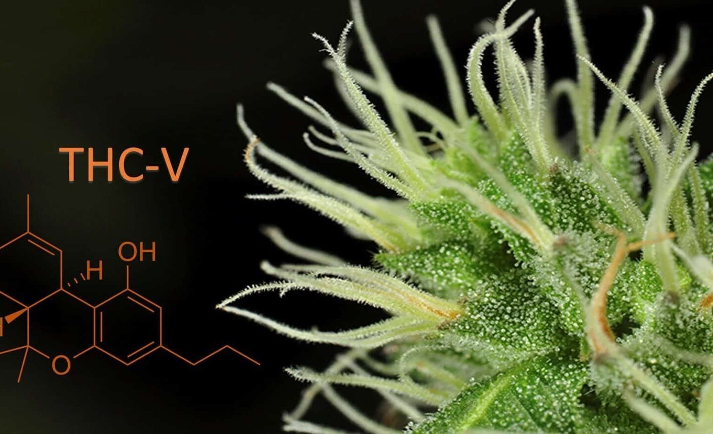THC-V – מה זה? ומהם ההשפעות הרפואיות שלו?