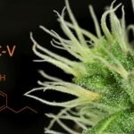 THC-V – מה זה? ומהם ההשפעות הרפואיות שלו?