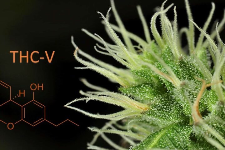 THC-V – מה זה? ומהם ההשפעות הרפואיות שלו?