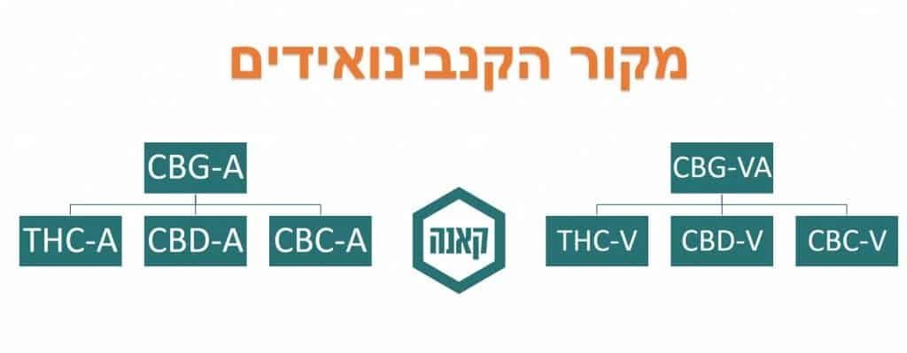 מקור הקנבינואידים