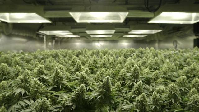 האם הגענו למקסימום הפוטנציאל של THC ו-CBD בפרחי הקנאביס?