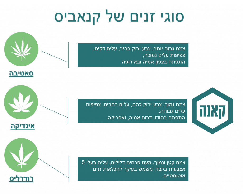 רודרליס