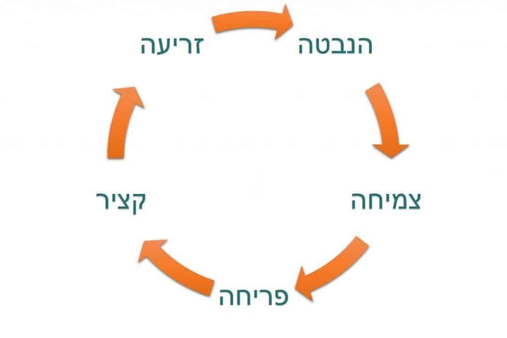 מחזור החיים של קנאביס