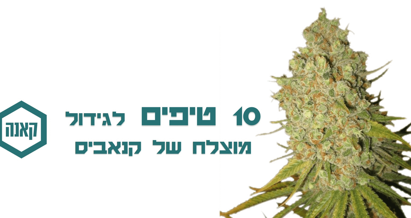 10 טיפים חשובים לגידול קנאביס שיבטיחו לכם הצלחה