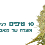 10 טיפים חשובים לגידול קנאביס שיבטיחו לכם הצלחה