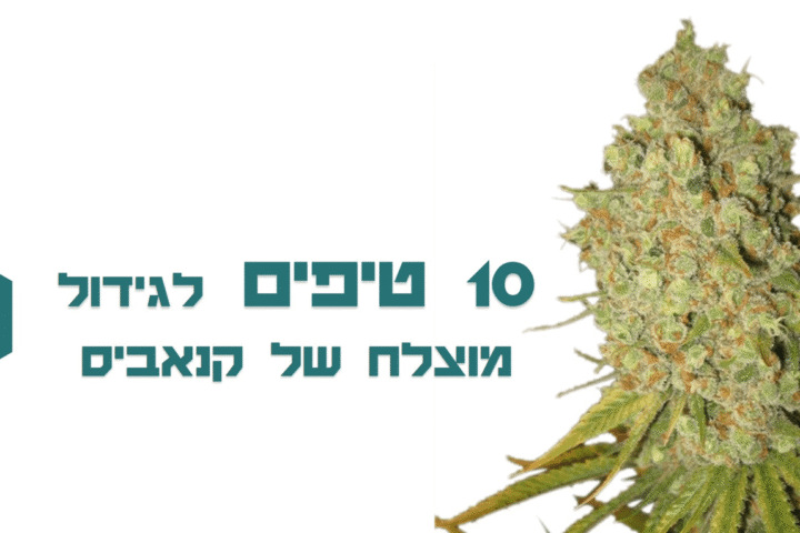 10 טיפים חשובים לגידול קנאביס שיבטיחו לכם הצלחה