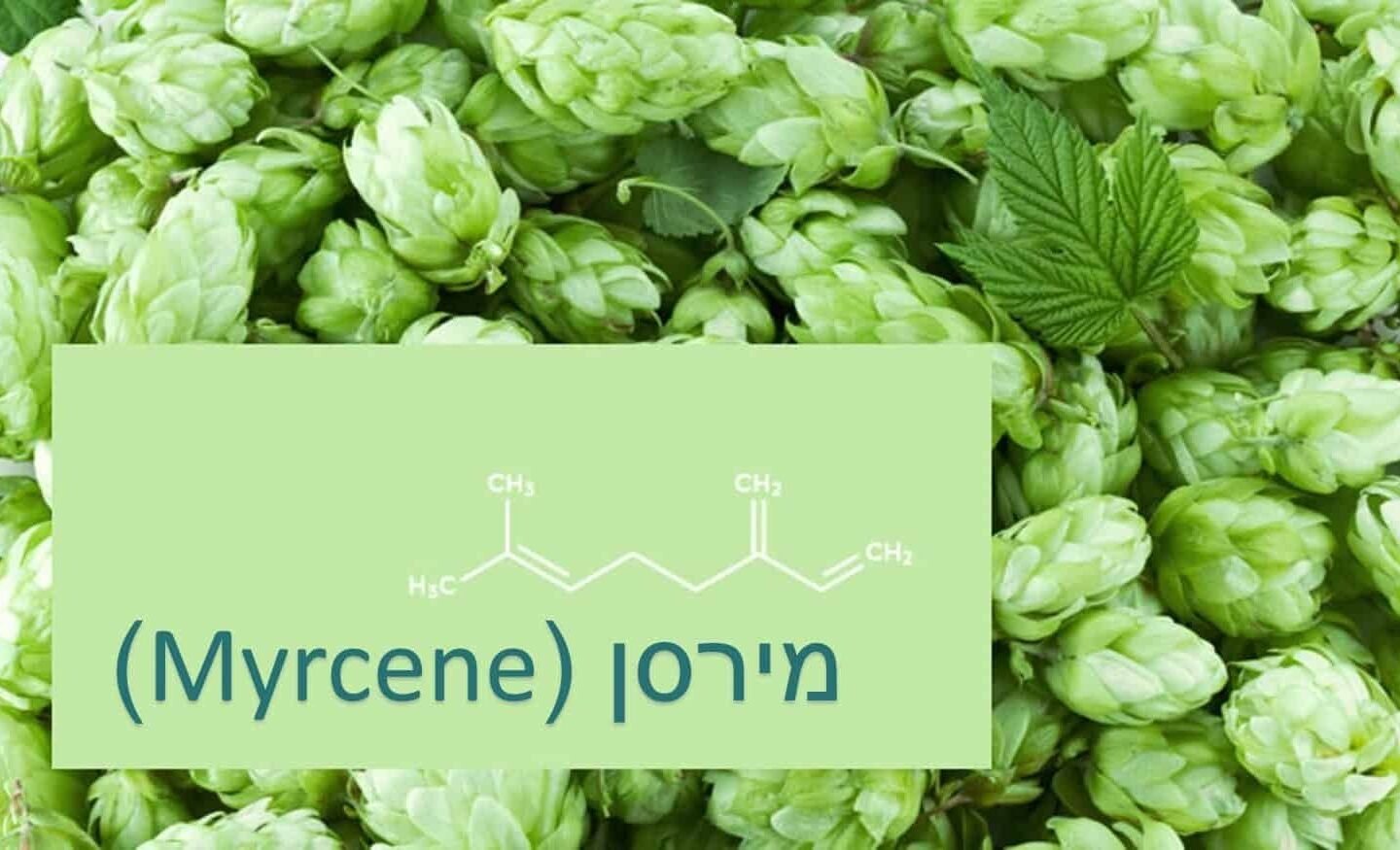 מירסן (Myrcene) הטרפן החשוב ביותר בקנאביס שנפוץ בזני האינדיקה
