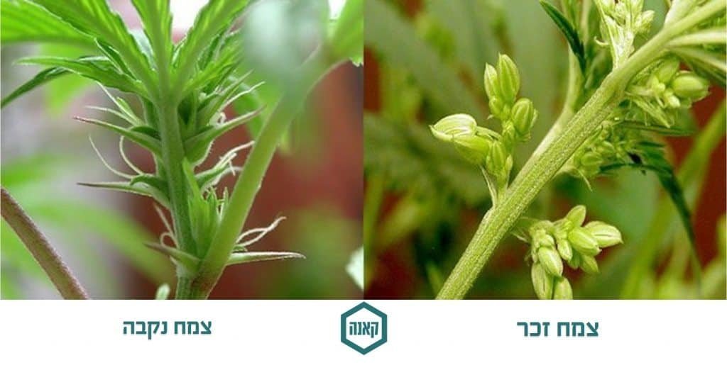 הרמפרודיט בצמח הקנאביס הופעת איברי מין זכריים בצמח