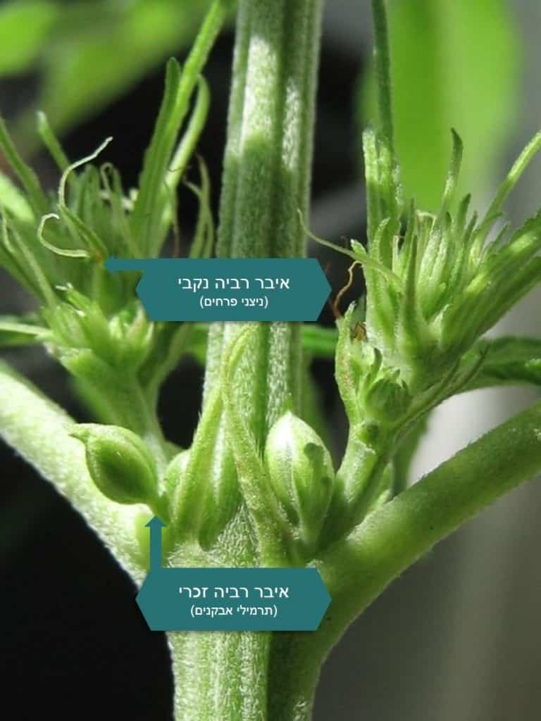 הרמפרודיט בצמח הקנאביס הופעת איברי מין זכריים בצמח