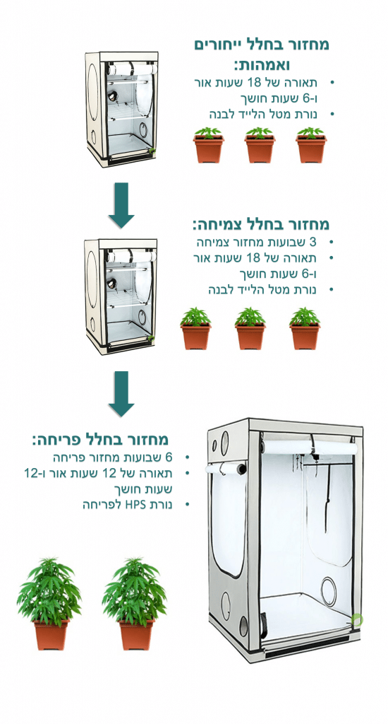 עקרון הרצף שיטת מחזוריות מתמדת בגידול קנאביס