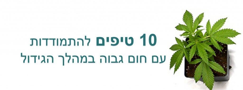 גידול קנאביס בחום הישראלי מה עושים כשחלל הגידול