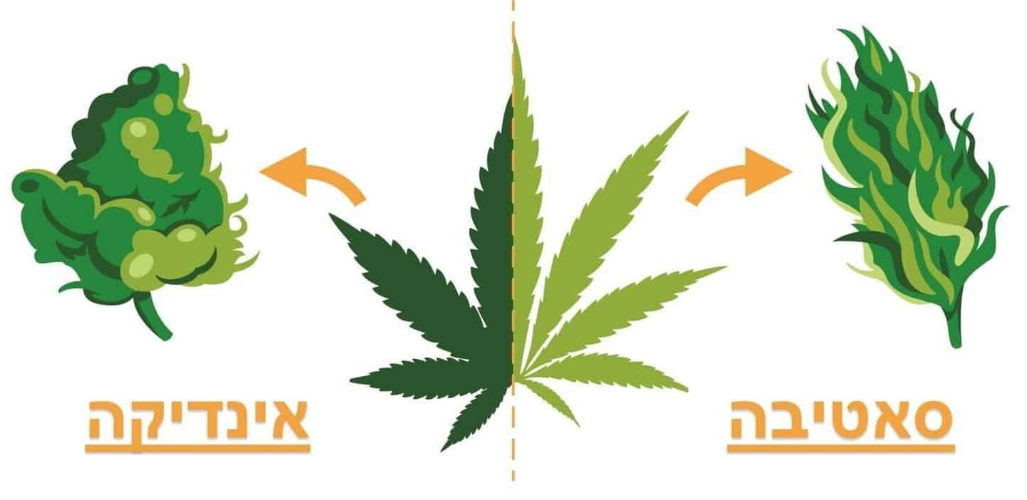 האמת מאחורי המיתוס הגדול על ההבדלים בין זני אינדיקה לסאטיבה