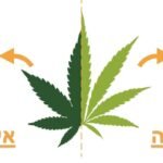 האמת מאחורי המיתוס הגדול על ההבדלים בין זני אינדיקה לסאטיבה