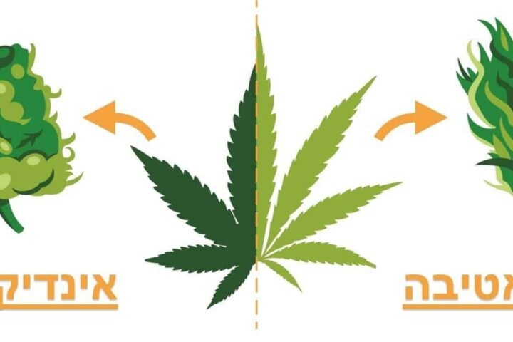 האמת מאחורי המיתוס הגדול על ההבדלים בין זני אינדיקה לסאטיבה