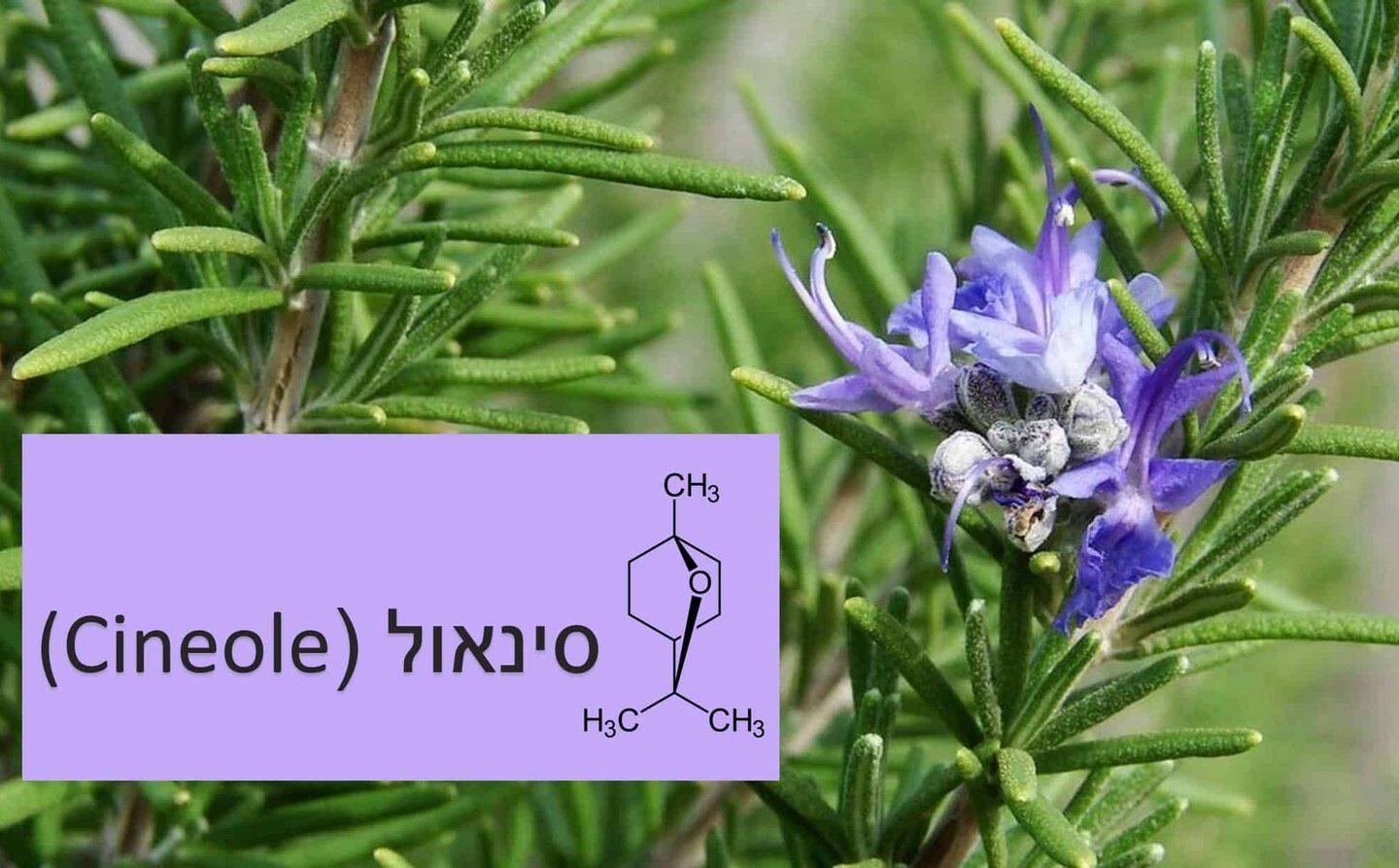 סינאול (CINEOLE) – הטרפן שעוזר לאלצהיימר ולאסטמה