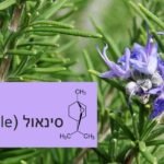סינאול (CINEOLE) – הטרפן שעוזר לאלצהיימר ולאסטמה