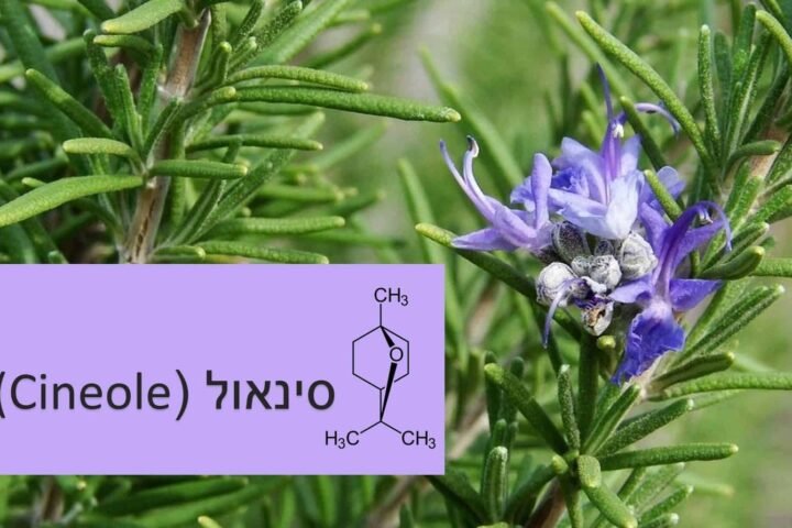 סינאול (CINEOLE) – הטרפן שעוזר לאלצהיימר ולאסטמה