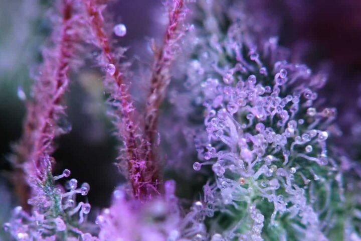 עובדה חשובה מאד על THCA