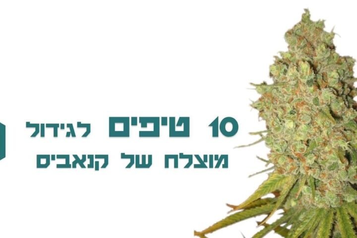 קנאביס רפואי לאוטיזם – הרהורים על ניסיון של שנה עם כמאה ילדים
