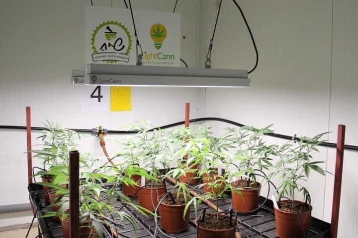 יצרנית מנורות LED נכנסת לשיתוף פעולה עם חוות הקנאביס “שיח”