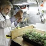 המעבדה הוכיחה: קנאביס רפואי הכיל 4% THC בלבד