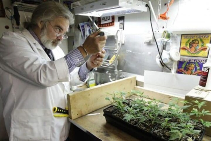 המעבדה הוכיחה: קנאביס רפואי הכיל 4% THC בלבד