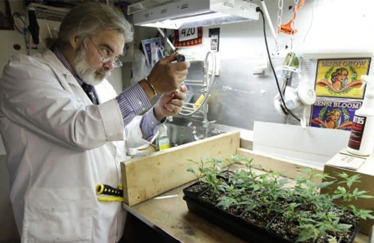 המעבדה הוכיחה: קנאביס רפואי הכיל 4% THC בלבד