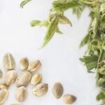 זרעי קנאביס – איך נדע שהם טובים?