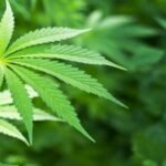 מחקר אפילפסיה וקנאביס – טיפול יומי ב-CBD משפר את מצבם של חולי אפילפסיה
