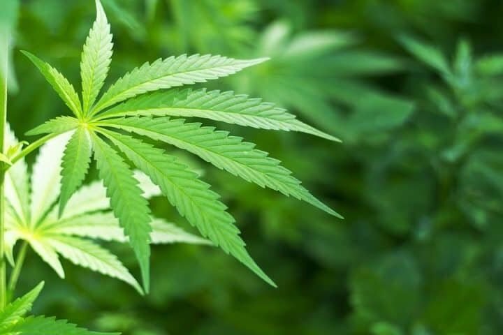 מחקר אפילפסיה וקנאביס – טיפול יומי ב-CBD משפר את מצבם של חולי אפילפסיה