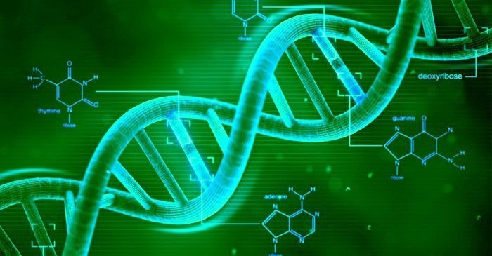 DNA של קנאביס