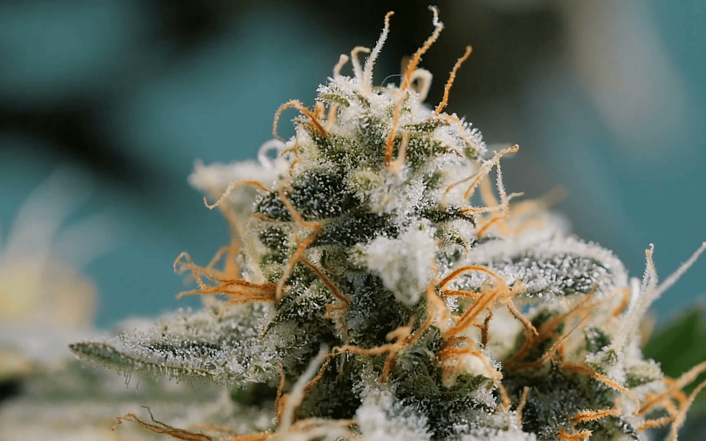 קנבינואיד THC-O – חזק פי 3 מה-THC שאנו מכירים