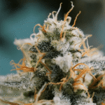 קנבינואיד THC-O – חזק פי 3 מה-THC שאנו מכירים