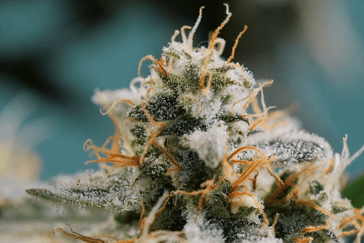 קנבינואיד THC-O – חזק פי 3 מה-THC שאנו מכירים