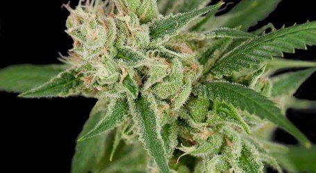 בננה קוש – Banana Kush