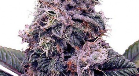 בלאקברי קוש – Blackberry Kush