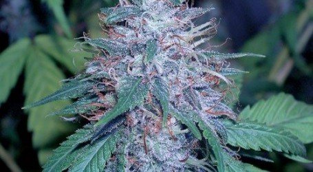 בלו קוש – Blue Kush