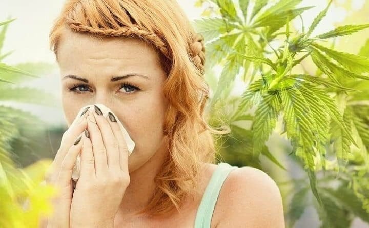 אלרגים לקנאביס? המדריך להתמודדות עם הסימפטומים
