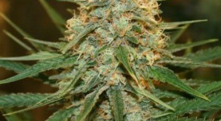 בלו קוקיז – Blue cookies