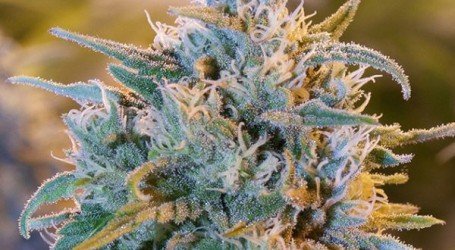 בלו דרים – Blue Dream