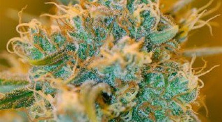 צ’וקולופ – Chocolope
