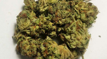 קוטון קנדי קוש – cotton candy kush