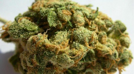 ג’ק הרר – Jack Herer
